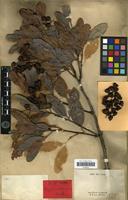 Type? of Arytera arcuata Radlk. [family SAPINDACEAE]