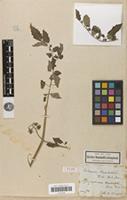 Type of Solanum humboldtii Willd. [family SOLANACEAE]