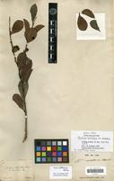 Isosyntype of Psidium coriaceum Mart. var. obovatum O. Berg [family MYRTACEAE]