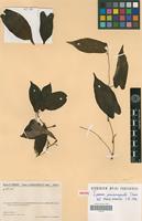Isotype of Ipomoea pseudomarginata Deroin [family CONVOLVULACEAE]