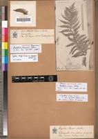 Isotype of Alsophila baroni Baker [family PTERIDOPHYTA]