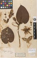 Syntype of Passiflora ligularis Juss. [family PASSIFLORACEAE]