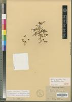 Isotype of Lycium apiculatum Dunal var. longifolium Dunal [family SOLANACEAE]