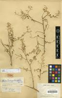 Holotype of Aerva triangularifolia Cavaco [family AMARANTHACEAE]