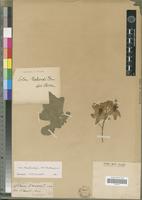 Holotype of Solanum richardii Dunal [family SOLANACEAE]