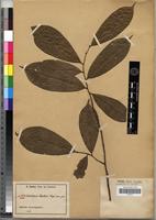 Type of Uvariopsis zenkeri Engl. [family ANNONACEAE]