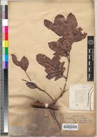 Type of Macphersonia cauliflora Radlk. [family SAPINDACEAE]