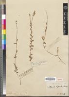 Isotype of Polygala hispida DC. [family POLYGALACEAE]