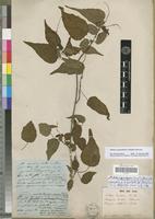 Syntype of Mallotus oppositifolius (Geiseler) Müll.Arg f. glabratus (Müll.Arg) Pax [family EUPHORBIACEAE]