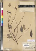 Isotype of Microsteira curtisii Baker [family MALPIGHIACEAE]