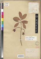 Type of Porochna bifolia Tiegh. [family OCHNACEAE]