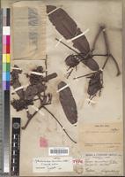 Lectotype of Vouapa demonstrans Baill. [family FABACEAE-CAESALPINIOIDEAE]