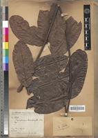 Type of Entandrophragma macrophyllum A.Chev. [family MELIACEAE]