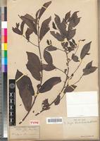 Type of Diospyros loureiriana G.Don [family EBENACEAE]