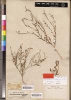 Type of Heliotropium cordofanum DC. [family BORAGINACEAE]