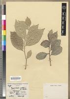 Type of Gymnosporia maliensis Schnell [family CELASTRACEAE]