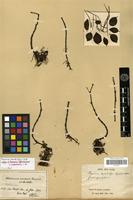 Syntype of Peperomia leptostachya Hook. & Arn. f. cambodiana C.DC. [family PIPERACEAE]