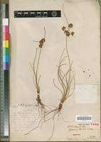 Type of Cyperus bernieri Cherm. [family CYPERACEAE]