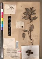 Syntype of Brexiella ilicifolia H.Perrier [family CELASTRACEAE]
