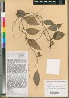 Isotype of Begonia bonus-henricus J.J. de Wilde [family BEGONIACEAE]