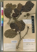 Isotype of Breonia tsaratanensis Rafazim. [family RUBIACEAE]