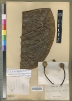 Type of Breonia macrocarpa Homolle [family RUBIACEAE]