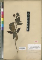 Isotype of Nauclea cuspidata Baker [family RUBIACEAE]