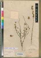 Isotype of Trichinium remotiflorum Hook. [family AMARANTHACEAE]