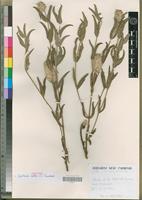 Isotype of Cyathula mollis C.C.Townsend [family AMARANTHACEAE]