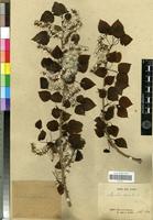 Type of Populus davidiana Dode [family SALICACEAE]