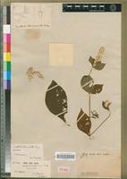 Holotype of Cyathula triuncinata Moq. [family AMARANTHACEAE]