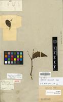 Isotype of Iresine erianthos Poir. [family AMARANTHACEAE]
