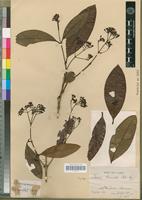 Syntype of Ixora truncata Müll. Arg. [family RUBIACEAE]
