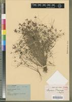 Holotype of Pycreus demangei J. Raynal [family CYPERACEAE]