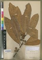 Type of Ficus austrocaledonica Bureau [family MORACEAE]