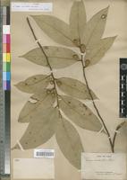 Type of Ficus versicolor Bureau [family MORACEAE]