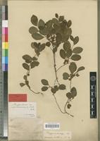Type of Flueggea obovata Baill. var. luxurians Beille [family EUPHORBIACEAE]