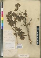 Isotype of Hymenocardia lanceolata Beille [family EUPHORBIACEAE]