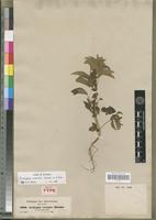 Holotype of Acalypha crenata A. Rich. [family EUPHORBIACEAE]