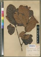 Isotype of Calpocalyx letestui Pellegr. [family FABACEAE-MIMOSOIDEAE]
