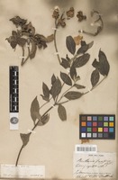 Type? of Cornus capitata Wall. [family CORNACEAE]