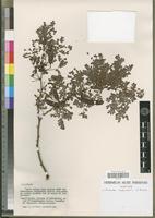 Isotype of Mimosa capuronii Villiers [family FABACEAE-MIMOSOIDEAE]