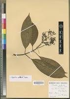 Isotype of Psychotria corallioides Cordem. [family RUBIACEAE]