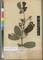 Isotype of Vangueriopsis rubiginosa Robyns [family RUBIACEAE]