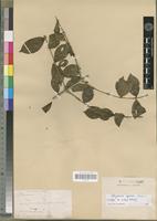 Isotype of Strychnos lokua A. Rich. [family LOGANIACEAE]