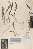 Lectotype of Schoberia corniculata C.A.Mey [family CHENOPODIACEAE]