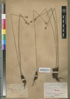 Syntype of Cyperus nduru H. Cherm. [family CYPERACEAE]