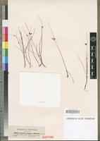 Isotype of Cyperus pauper Hochst. ex A. Rich. [family CYPERACEAE]