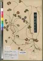 Holotype of Trifolium stipitatum Clos [family FABACEAE-PAPILIONOIDEAE]