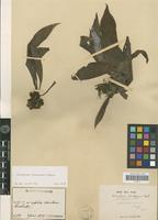 Syntype of Antrophyum formosanum Hieron. [family PTERIDOPHYTA]